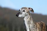 GALGO 014